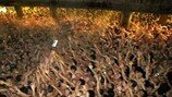 日 ‘벌거벗은 축제’의 비극…1만명 엉켜 3명 의식불명 ‘참사’