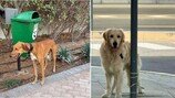 두바이 탈출 행렬 속 덩그러니…반려동물 유기 잇따라