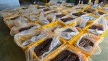 “장난감이라더니 묘목이었다”…중국산 사과묘목 63만 주 밀수 일당 적발