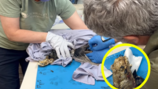 왜가리 발가락 물고 안 놔준 18cm 굴…수의사 기발한 처방