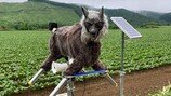 “곰 나타나면 눈빛·소리 발사”…日 ‘늑대 로봇’ 불티