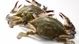 살아 있네∼ 살 오른 제철 꽃게가 왔어요