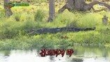 ‘정글’ 거대 악어떼 습격 위기에 결국 ‘촬영 중단’ 직전