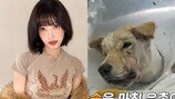 레드벨벳 조이, 턱뼈 함몰 학대견 기적 회복에 “내가 다 배부르다” (동물농장)