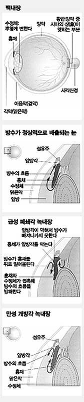 개의 눈에 혈관이 부러지는 원인