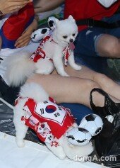 [대한민국 벨기에 포토]대한민국-벨기에 ‘강아지도 붉은악마!’