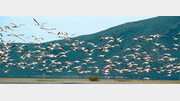  Ichkeul National Park, A Haven for Migratory Birds