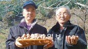 [한국의 새 명품 먹을거리] 충북 영동 ‘갱골농원’ 유기농 호두