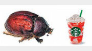 [지구촌 이모저모]스타벅스 ‘곤충 색소’ 채식주의자 반대로 사용 중단