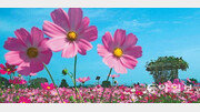 [포토 에세이]코스모스♪한들한들♪ 피어있는∼