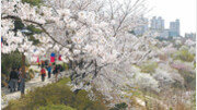 [이철호 기자의 서울 데이트 할까요]미리 가본 서대문구 ‘안산’