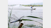 [포토 에세이]입추 지나 찾아온 잠자리