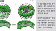 세포막 뚫어 약물 침투 돕는 ‘분자드릴’ 주목