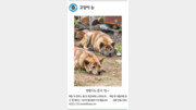 상식의 배신 [고양이 눈썹 No.41]