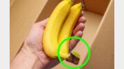 “바나나는 꼭지부터 자르자”…일주일 보존 기적 [알쓸톡]