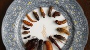 된장찌개에 곤충가루 ‘톡톡’…곤충식을 아시나요[이설의 한입 스토리]