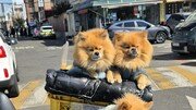 [고양이 눈]주인을 기다리며