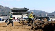 봄맞이 잔디 교체… 새옷 입는 광화문광장