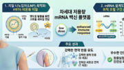 적은 용량에도 효과 강한 ‘mRNA 백신 플랫폼 설계법’ 개발