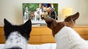 “강아지 혼자 두기 미안해서”…틀어놓은 TV, 정말 보고 있을까? [알쓸톡]