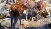 이번엔 사슴 5마리 농장서 탈출…광명시 “안전 유의하라”