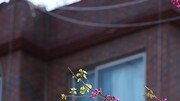 [고양이 눈]분홍과 초록 사이