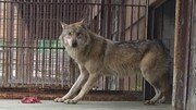 “늑구 사태 다시 없어야” 불붙은 동물 복지 논의[환경 인사이드]