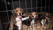 [신문과 놀자!/어린이과학동아 별별과학백과]동물실험 459만 마리… AI-미니장기 같은 대안 있어요