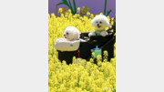[고양이 눈]“엄마, 또 놀러와요”