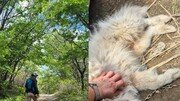 해발 1100m서 며칠째 떠돌던 흰 강아지…부부 품에서 ‘두부’가 됐다