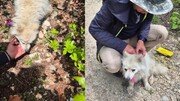 천황산 정상서 떠돌던 흰 강아지, 부부 품에서 ‘두부’ 됐다