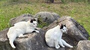 [고양이 눈]초여름 길목에서