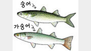 허균이 먹은 숭어는 숭어? 가숭어?[김창일의 갯마을 탐구]〈148〉