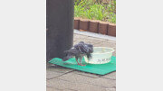 [고양이 눈]잠시 목을 축이고