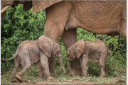 케냐서 1% 확률 뚫고 쌍둥이 코끼리 출생…“생존 확률 낮아”
