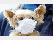 1월 28일 경기 평택항 국제여객터미널에서 강아지가 마스크를 쓰고 있다. [뉴스1]