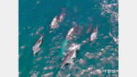 [드론으로 본 제주 비경]조류 거슬러 장난치는 ‘남방큰돌고래’