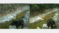 DMZ서 반달가슴곰 성체 포착…3년전 새끼 발견 후 처음