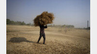 인도, 밀 수출금지… 급등한 국내 과자-빵값 추가 인상 가능성