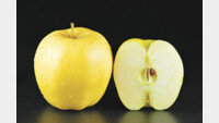 500종의 사과로 만나는 프랑스의 가을[정기범의 본 아페티]