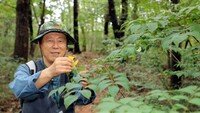 ‘자연항암제’ 숲에서 새 삶… “이젠 치매예방 산림치유 코스 개발[서영아의 100세 카페]