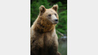울산 사육농장서 곰 3마리 탈출…60대 부부 숨진 채 발견