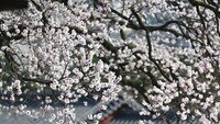 봄꽃이 피었다…창덕궁·덕수궁 주요 전각 공개