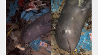 ‘돌고래의 마지막 미소’…쓰레기 더미서 죽은 채 발견