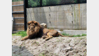 법으로 보호 못 받는 동물원 동물들… “학대 판단 어려워” [인사이드&인사이트]