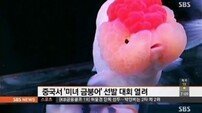 중국 미녀 금붕어 선발대회 ‘1만 마리 참가해 치열한 경쟁’