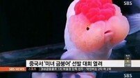 중국 미녀 금붕어 선발대회, 영광의 1위 금붕어 가격은? '이럴수가'