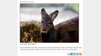 뱀파이어 노루 발견 "무시무시한 송곳니 특징…멸종위기종 분류"