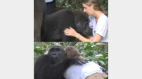 12년 만에 재회한 고릴라, 공격할 줄 알았더니 품에 쏙…무슨 사연?