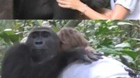 12년 만에 재회한 고릴라 ‘냄새로 알아채고 포옹…뭉클’